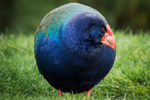 Такахе: её трижды считали вымершей, но каждый раз птица возвращалась