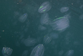 Слизистый апокалипсис в Венеции: Каналы захватили медузы с исчезающим анусом