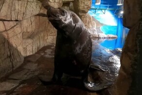 Как чистят зубы морскому льву