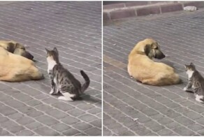 Кот нагло прервал сон пса