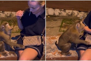 Обезьяна укусила туристку в Таиланде