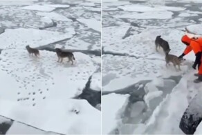 Собак унесло в открытое море на Камчатке