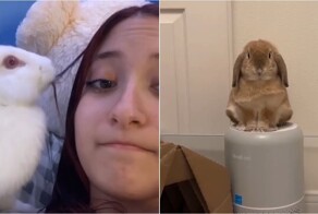 Кролики в действии: смешные и милые моменты