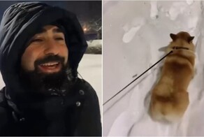 «Давай купим собачку!»: зимняя комедия в реальной жизни