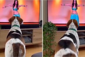 Собака «танцует» под танец живота перед телевизором