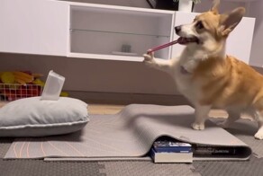 Корги научилась стрелять резинками