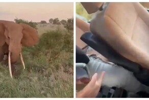 Слон напал на автомобиль с туристами в Африке