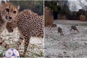 Гепарды гоняются за мячом