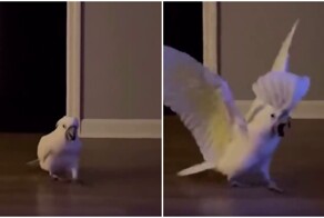 Пернатый потомок динозавров