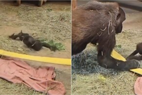 Трогательный момент в зоопарке: забота, которая не нуждается в словах