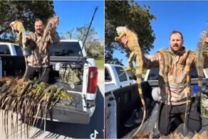 Тысячи игуан впали в анабиоз из-за аномальных холодов в США