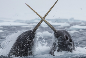 Нарвал: бесполезная палка или волшебный посох?