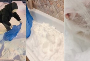 Кот впервые увидел снег