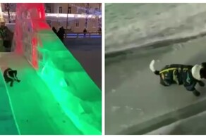 Пёс любит кататься с горки