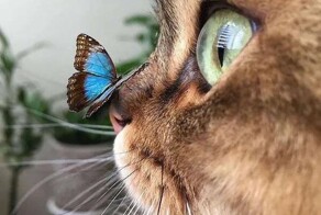 &nbsp;Намешалось&nbsp;