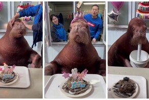 Морж отметил свой 8-й день рождения