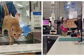 Кошка работает «начальником станции» в метро Гаосюна на Тайване