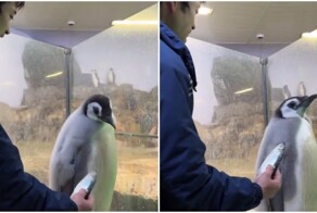 Четырехмесячному пингвину не нравится рыба