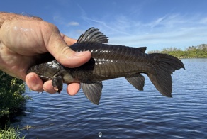Панцирные сомы: рыбки в доспехах римского легионера