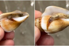 В Австралии даже моллюски не выглядят безобидно