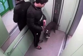 В Краснодаре мужчина избил пса за лужу в лифте