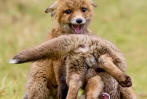 Не ищите здесь смысл. Здесь в основном маразм