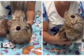 Бразильские пожарные спасли исполинского козодоя