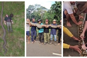 Самка питона из Индонезии стала самой длинной змеей в мире