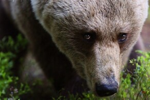 Валттери Мулкахайнен и его медведи-1