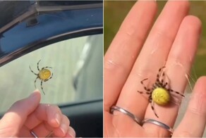 Девушка в Австралии достала из автомобиля крупного паука