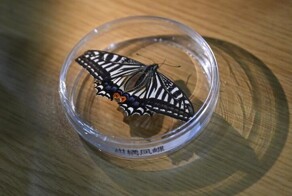 Бабочка вылупилась из кокона на орбите в рамках эксперимента ученых из китайского университета