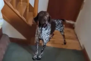 Охотничья собака против кота