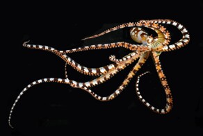 Осьминог-мимик вундерпус: моллюск, который меняет форму тела