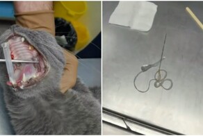 9-летний кот чуть не проглотил иголку