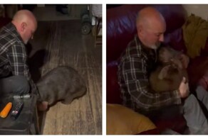 Вомбат обожает обнимашки