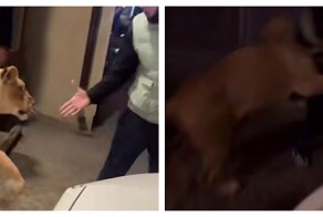 В Махачкале лев напал на прохожего, пытавшегося с ним поиграть