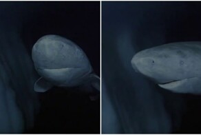 Акула, которая прожила несколько веков