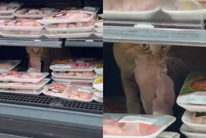 Рыжий кот устроил себе обед прямо на витрине супермаркета