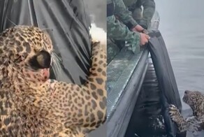 Раненый ягуар приплыл прямо к людям
