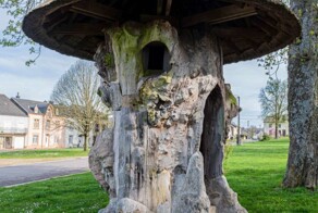 600-летний дом-вяз, который побывал липой и принял участие в выставках