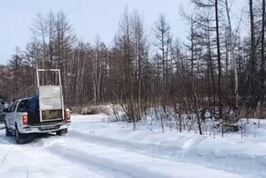 Тигрица долго не хотела возвращаться в дикую природу