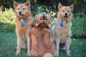 25 умилительных сцен из жизни пёселей, демонстрирующих их мастерство импровизации