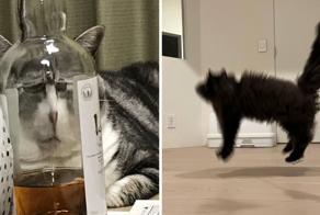 18 фотографий котиков, которые оказались не в фокусе