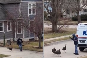 Месть за День Благодарения: в Висконсине стая диких индюков терроризирует местных жителей