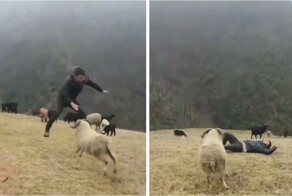 Пастух придумал необычное развлечение с бараном