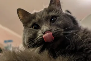 20+ выразительных мордашек, которые расскажут всё о важном без слов