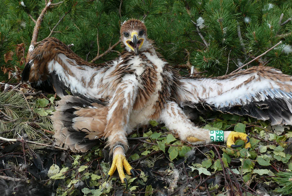 В 40 лет орёл разбивает себе клюв и вырывает все перья