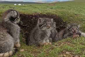 Семейство манулов в степях Китая