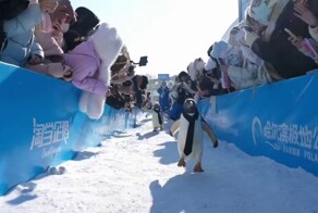 В китайском Харбине прошёл ежегодный парад пингвинов