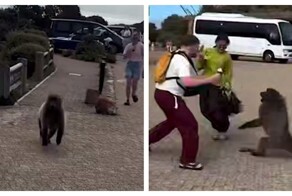 Бабуин попытался отобрать у туристки чипсы